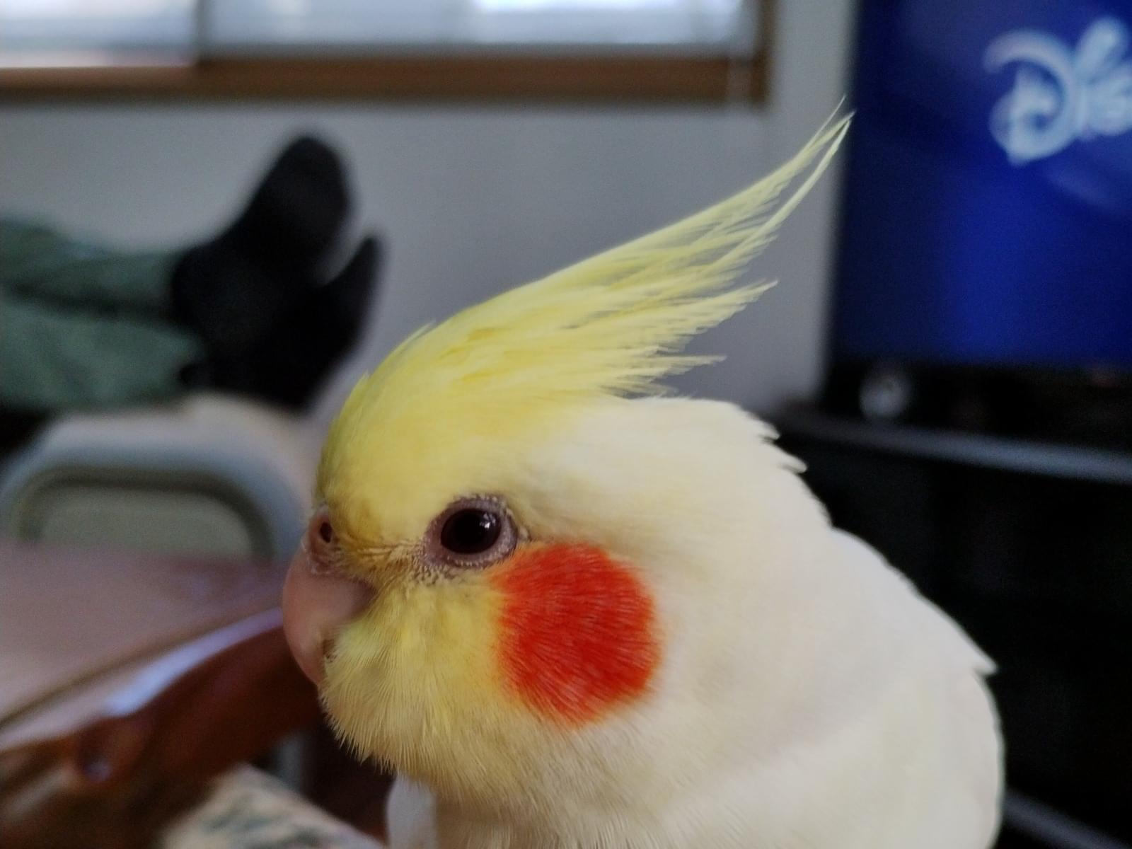 ペコちゃん ペコちゃん