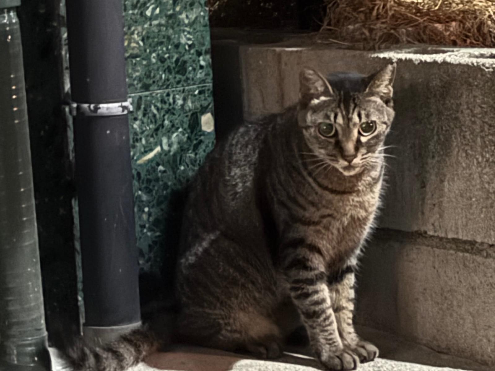目撃された猫 目撃された猫