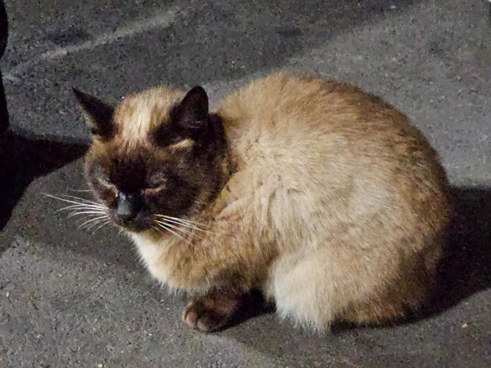 目撃された猫 目撃された猫