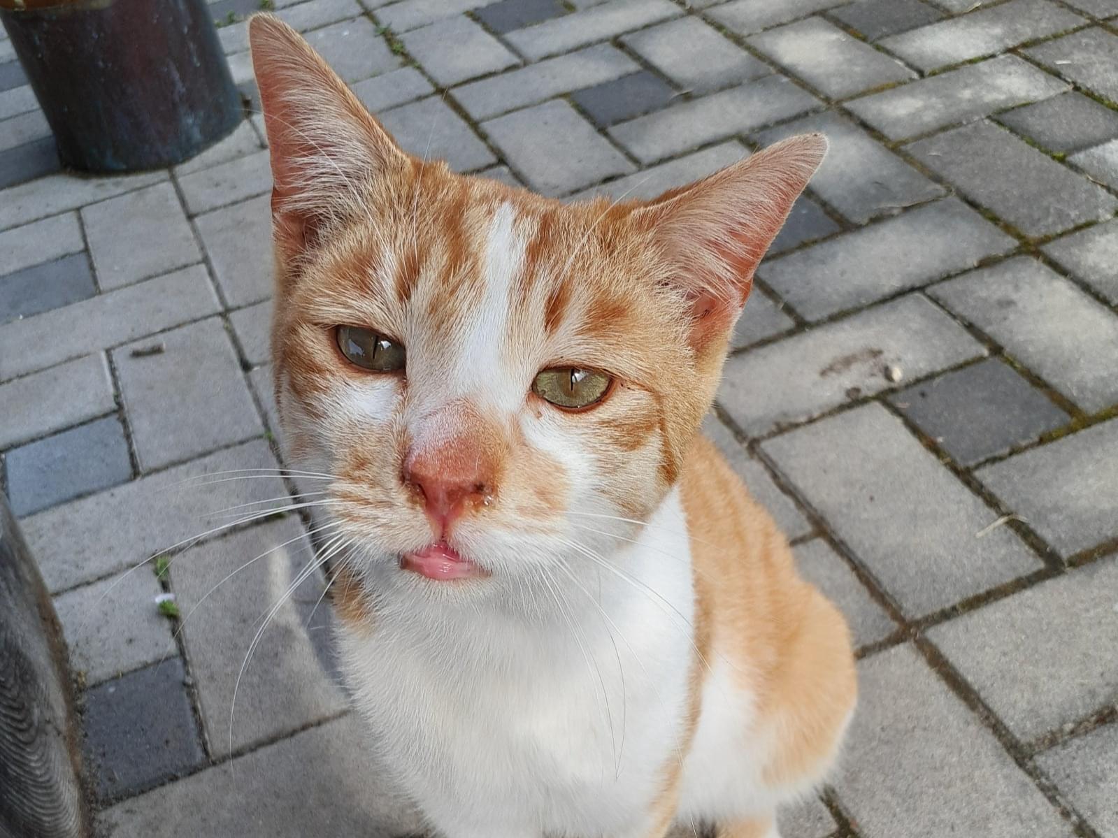 保護された猫 保護された猫