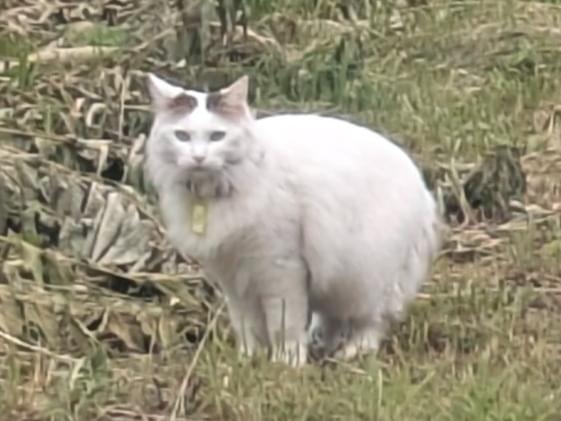 目撃された猫 目撃された猫