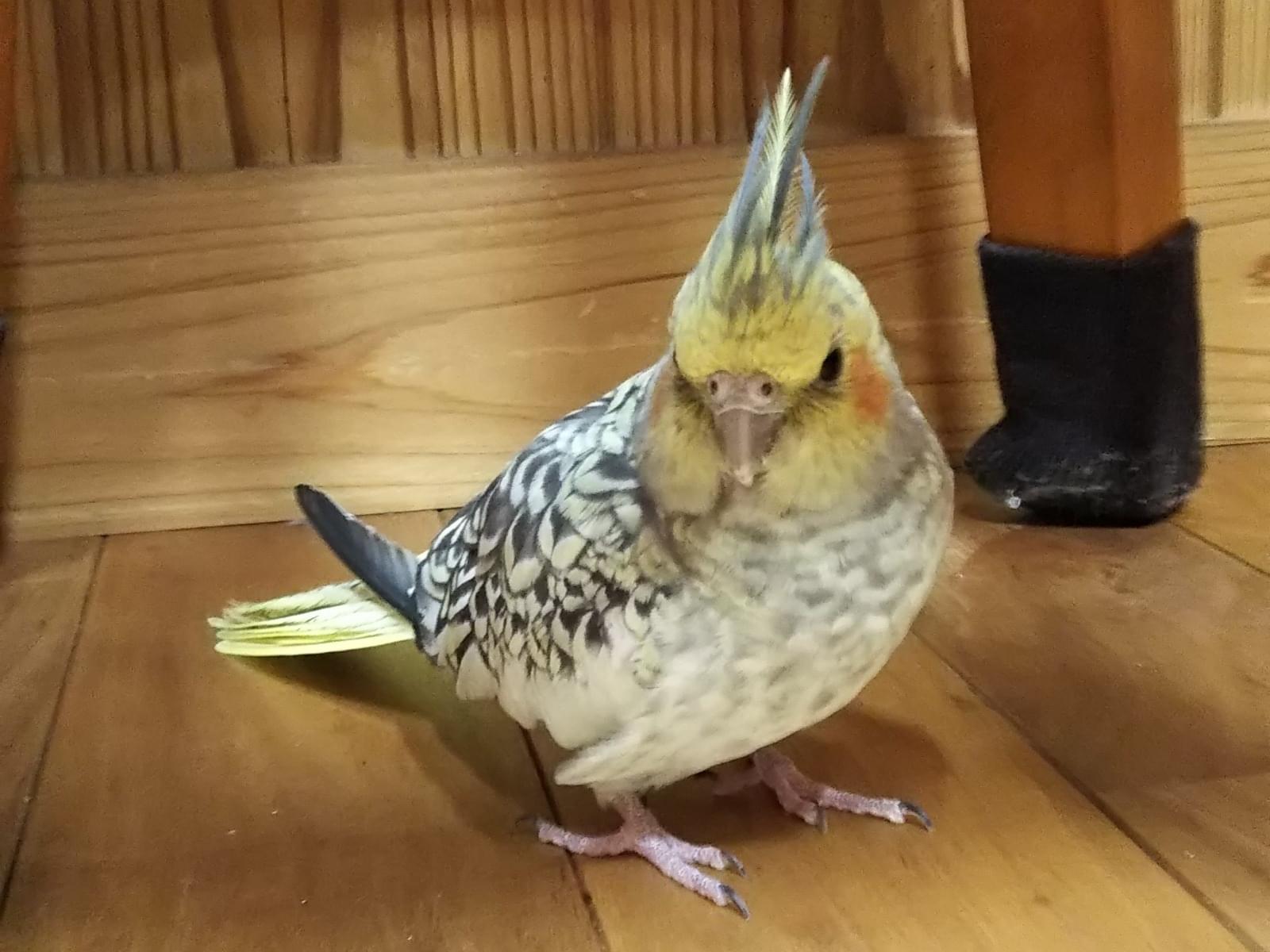 みかんちゃん みかんちゃん