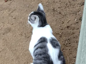 白サバの若いオス猫を探しています