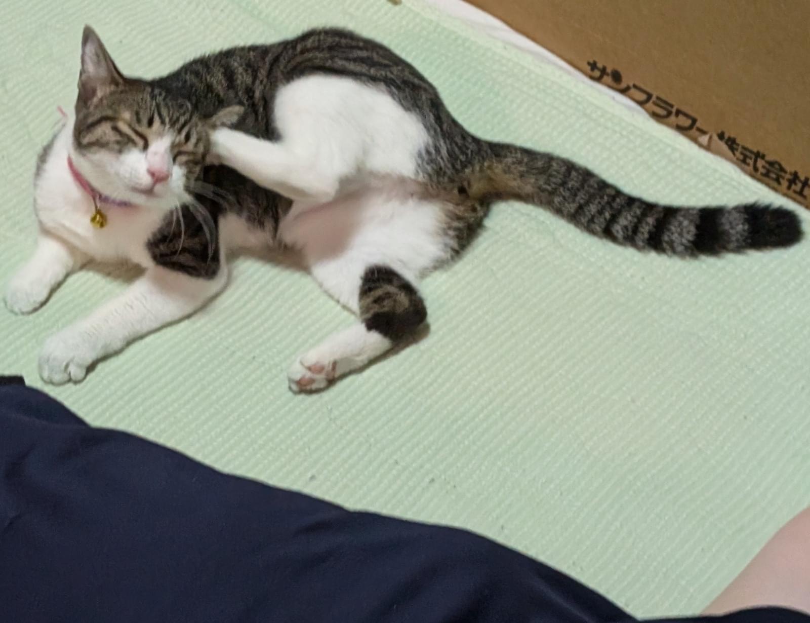 キジ白ハチワレ、小柄な猫を探しています