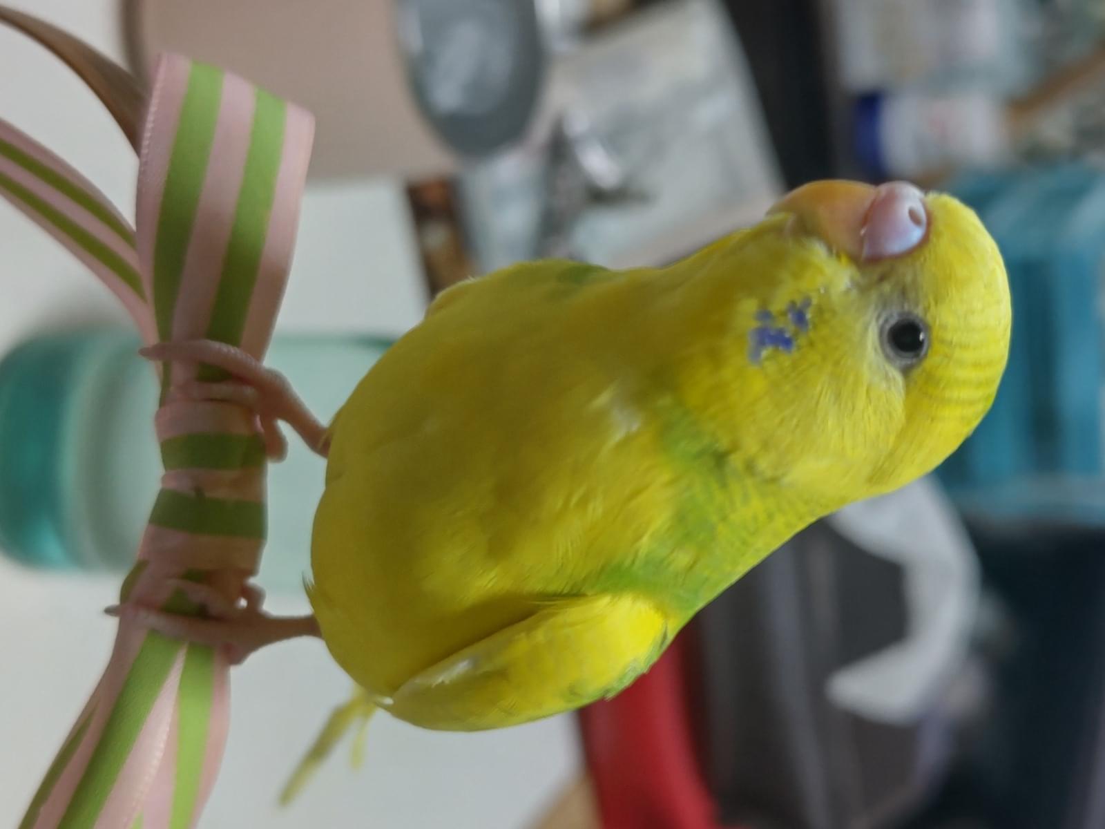 ユズちゃん ユズちゃん