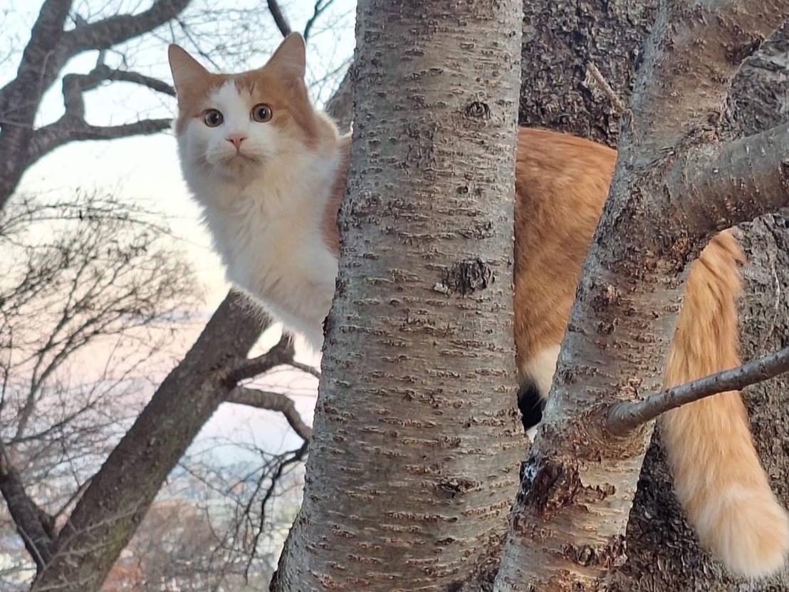 目撃された猫 目撃された猫
