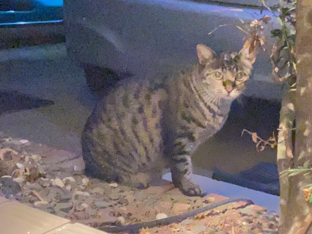 目撃された猫 目撃された猫