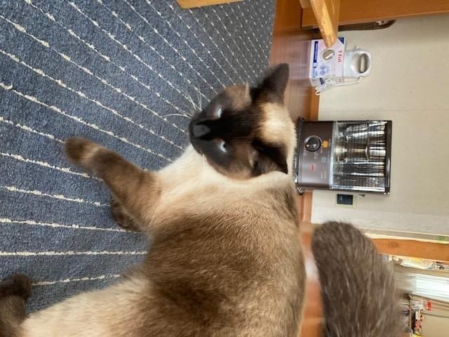 ちゃむちゃん ちゃむちゃん