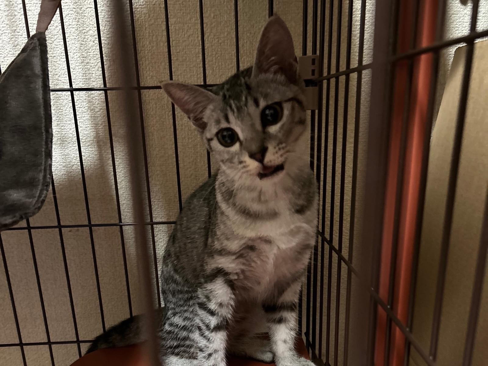 保護された猫 保護された猫