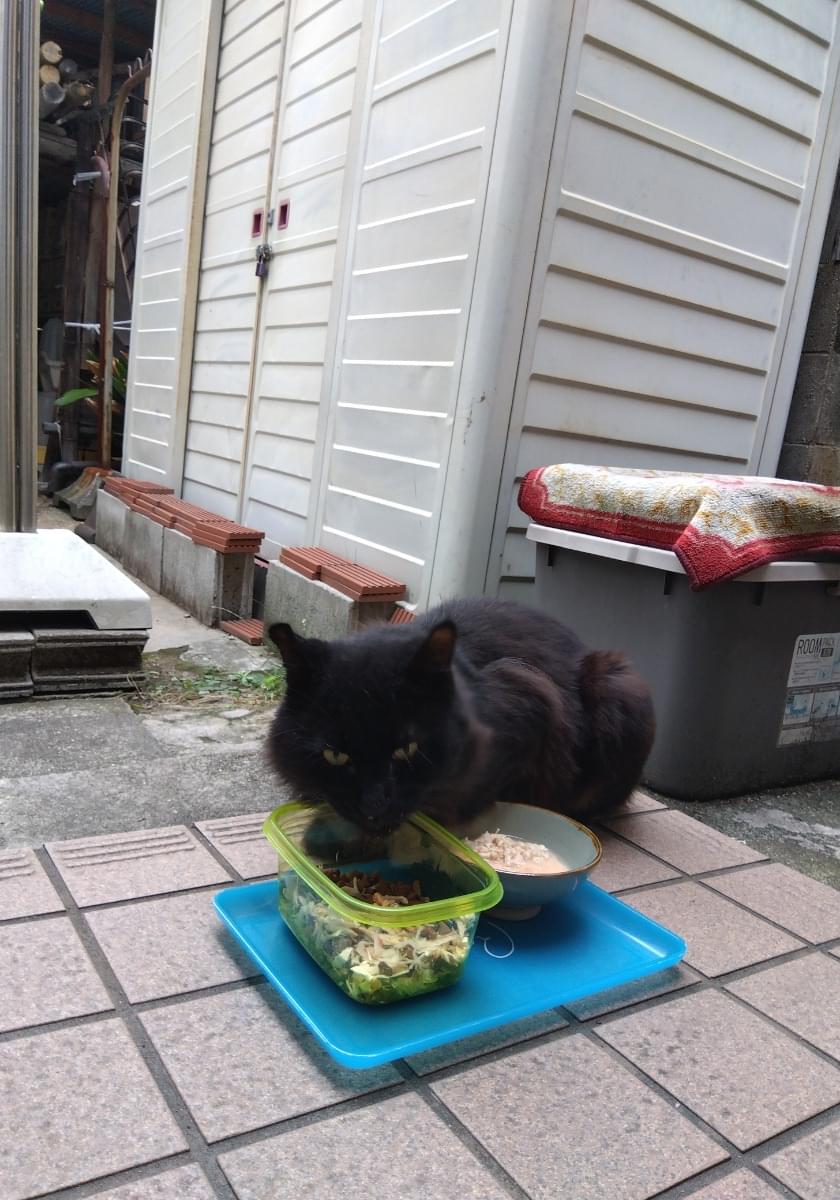 黒猫 長毛種