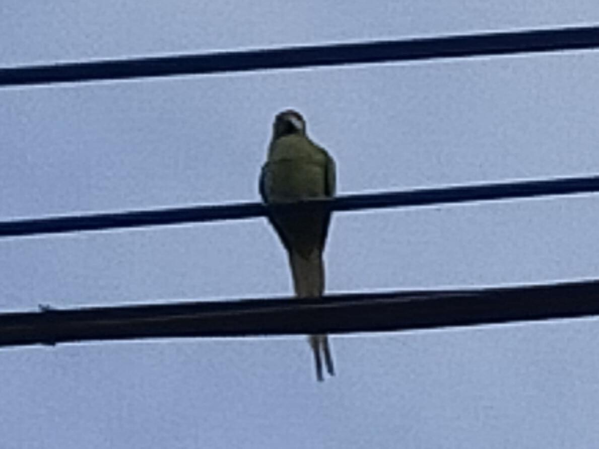 目撃された鳥 目撃された鳥