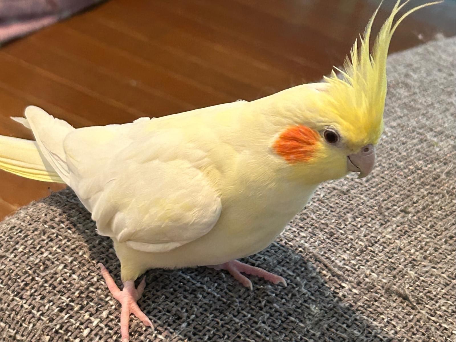 Penpenちゃん Penpenちゃん