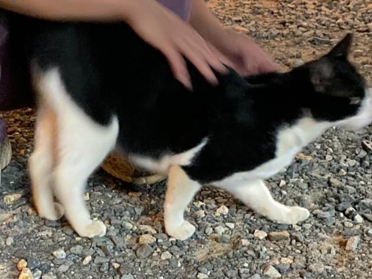 目撃された猫 目撃された猫