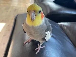 オカメインコ オカメインコ ノーマル オス 1.5歳