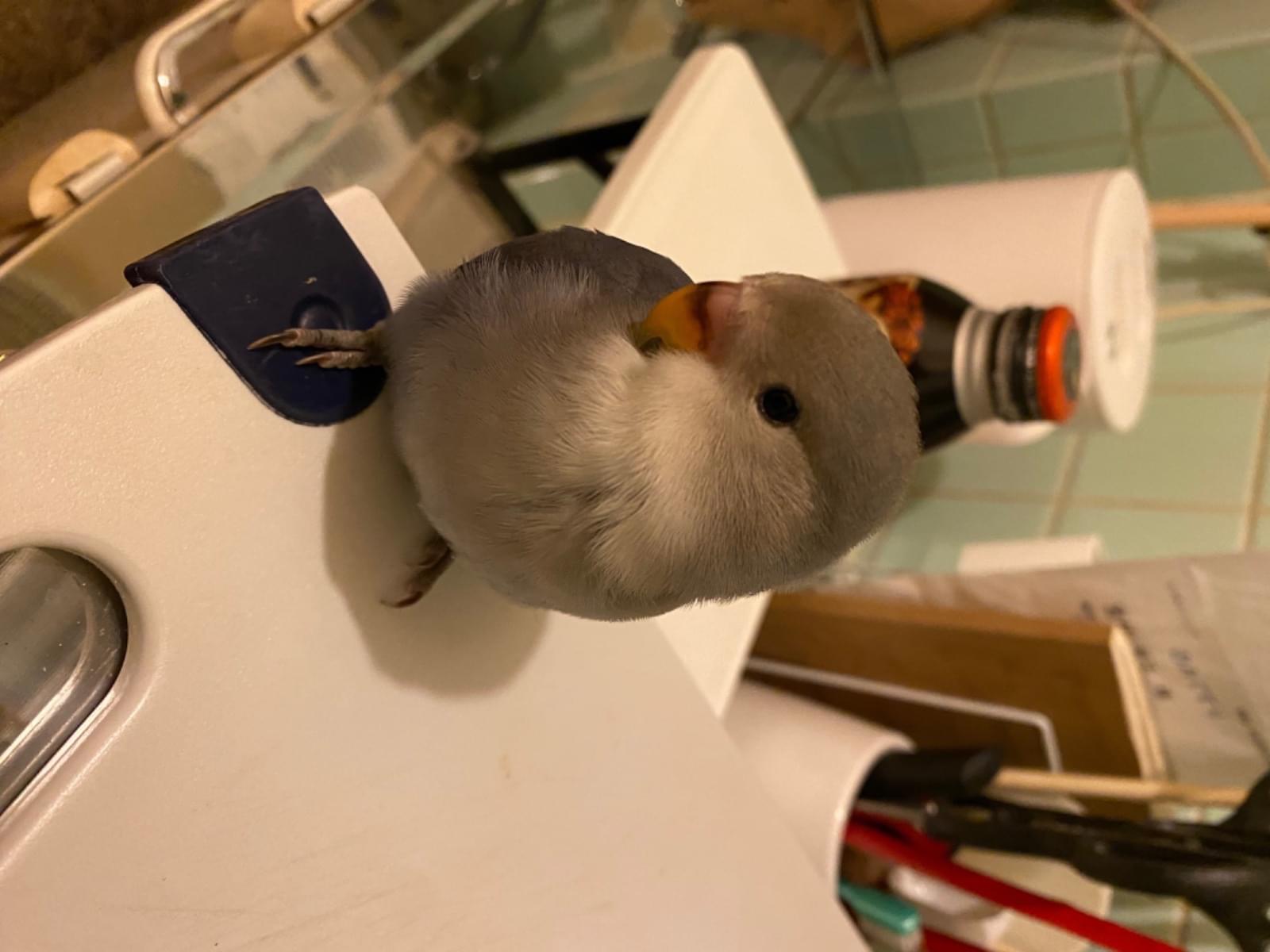 トットちゃん トットちゃん