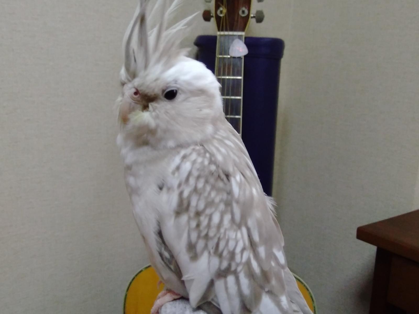シナモンちゃん シナモンちゃん