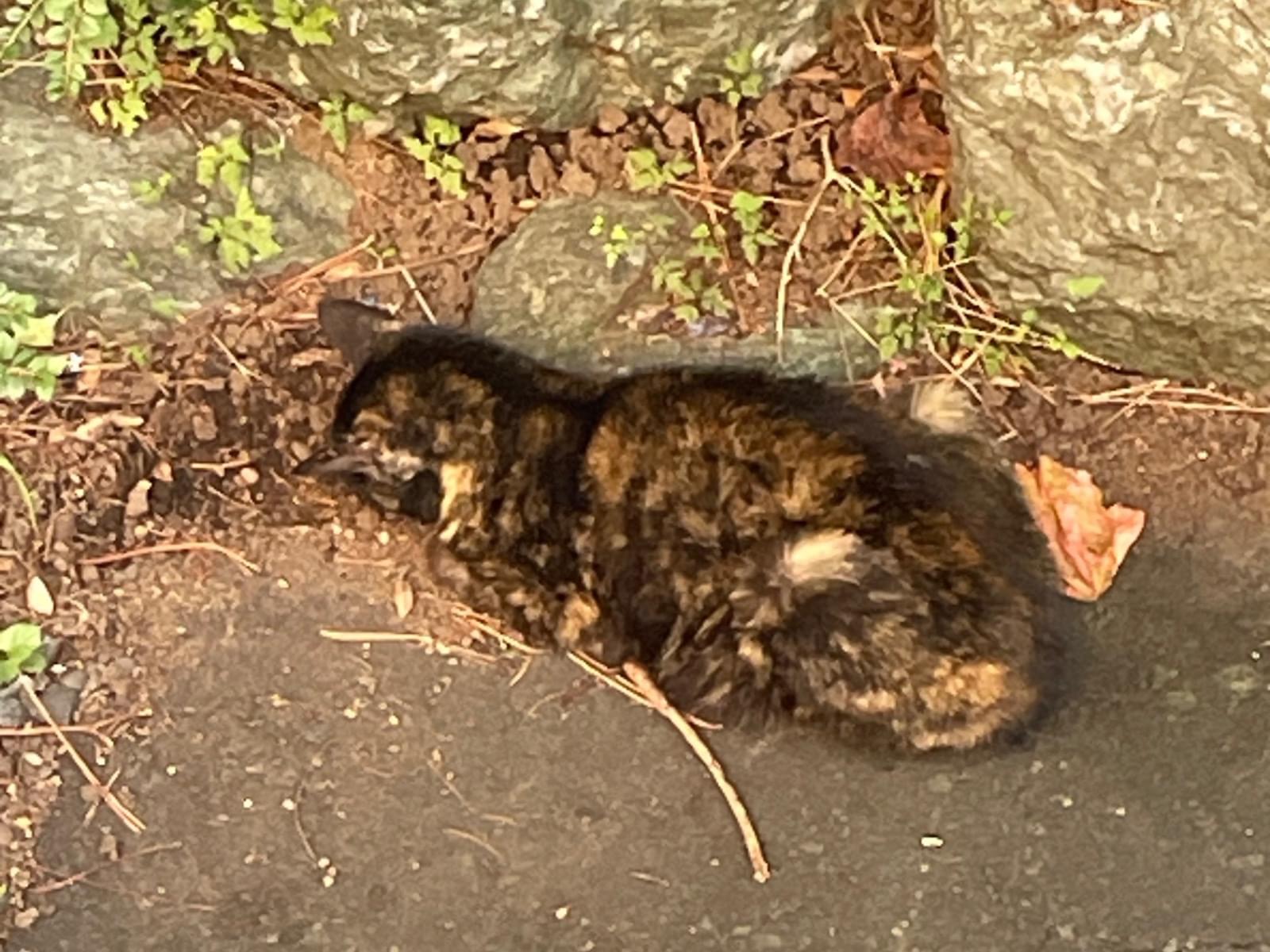目撃された猫 目撃された猫