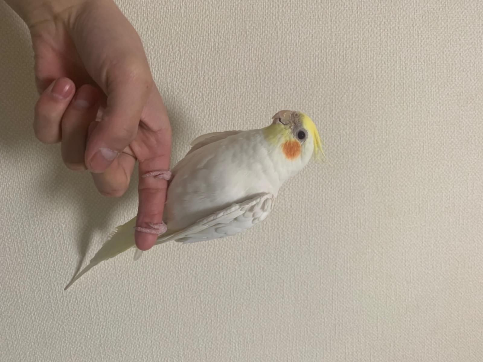 クックちゃん クックちゃん