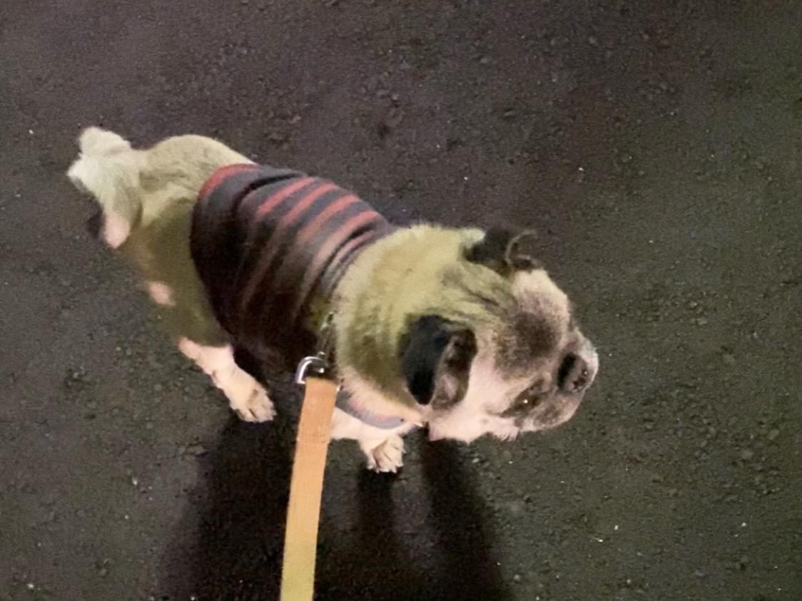 保護された犬 保護された犬