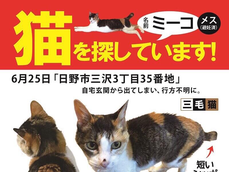 ミーコちゃん ミーコちゃん
