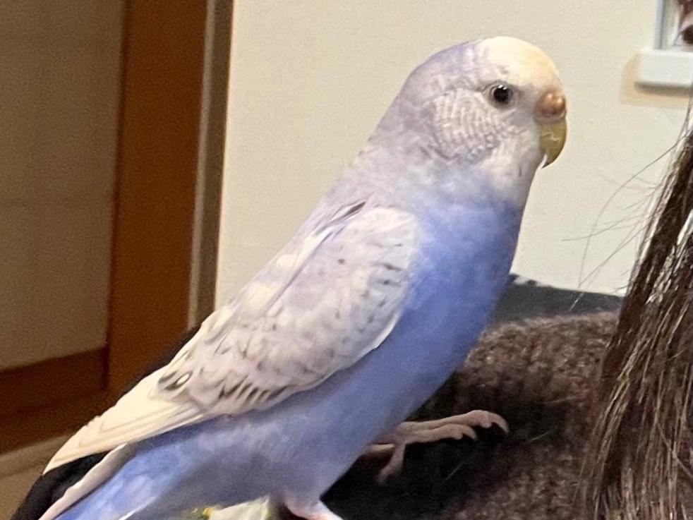 こむぎちゃん こむぎちゃん
