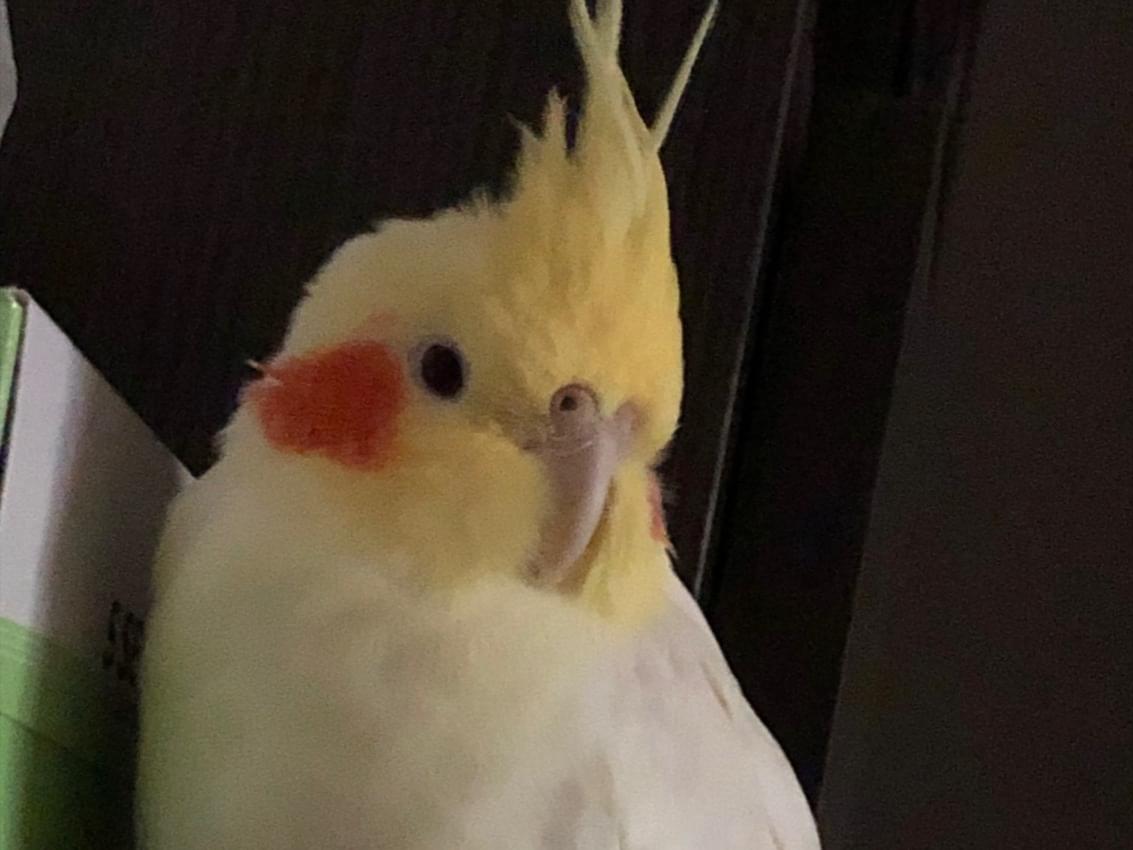 ももちゃん ももちゃん