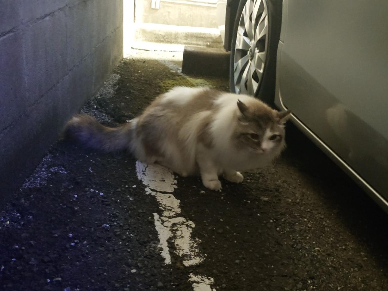目撃された猫