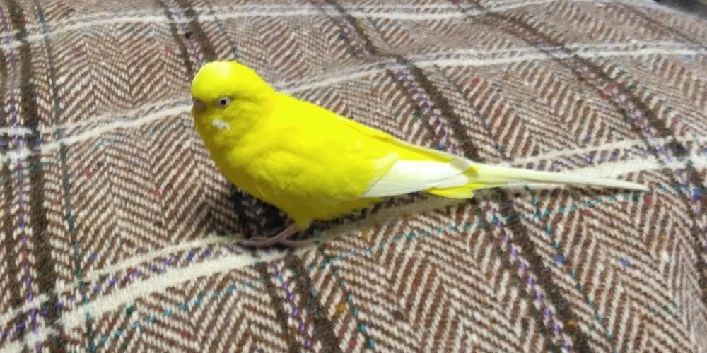 インコ 黄色のセキセイインコを探しています