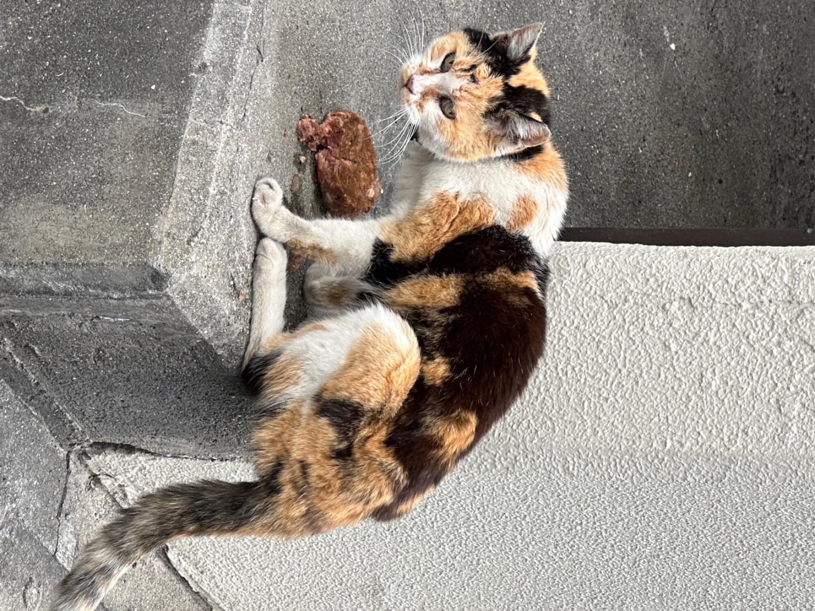 目撃された猫 目撃された猫