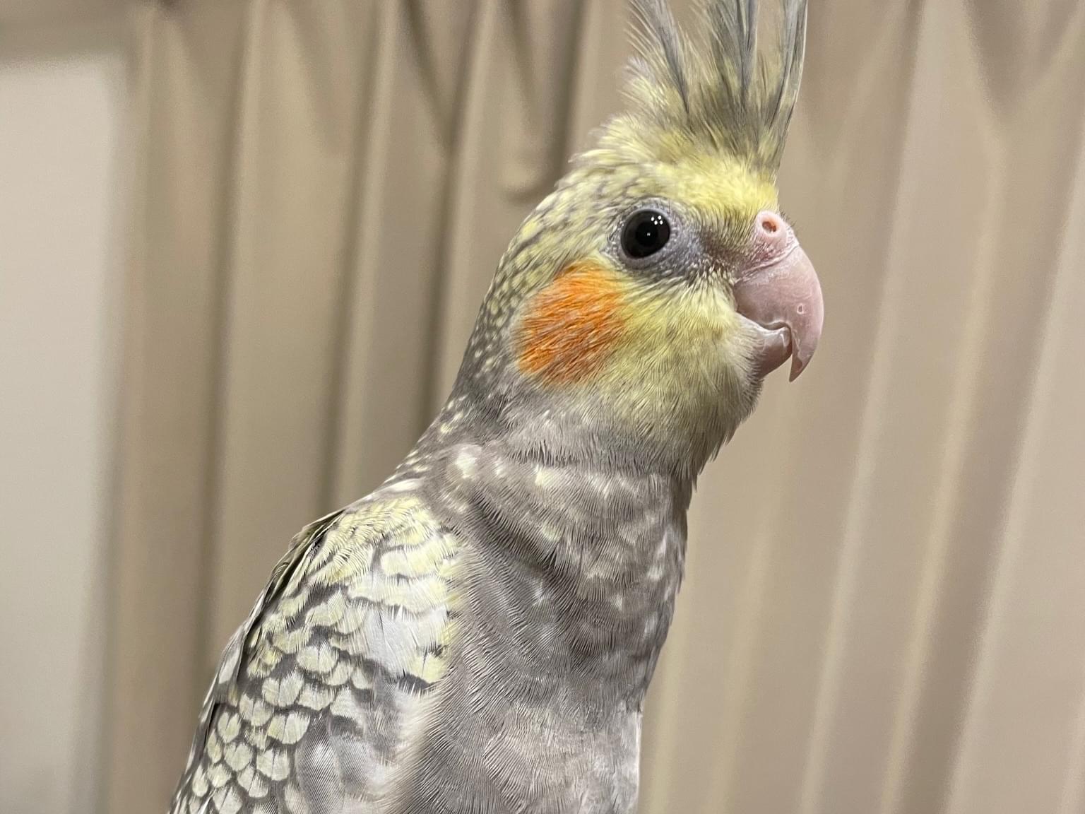ブイちゃん ブイちゃん