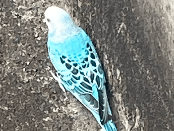 目撃された鳥 目撃された鳥