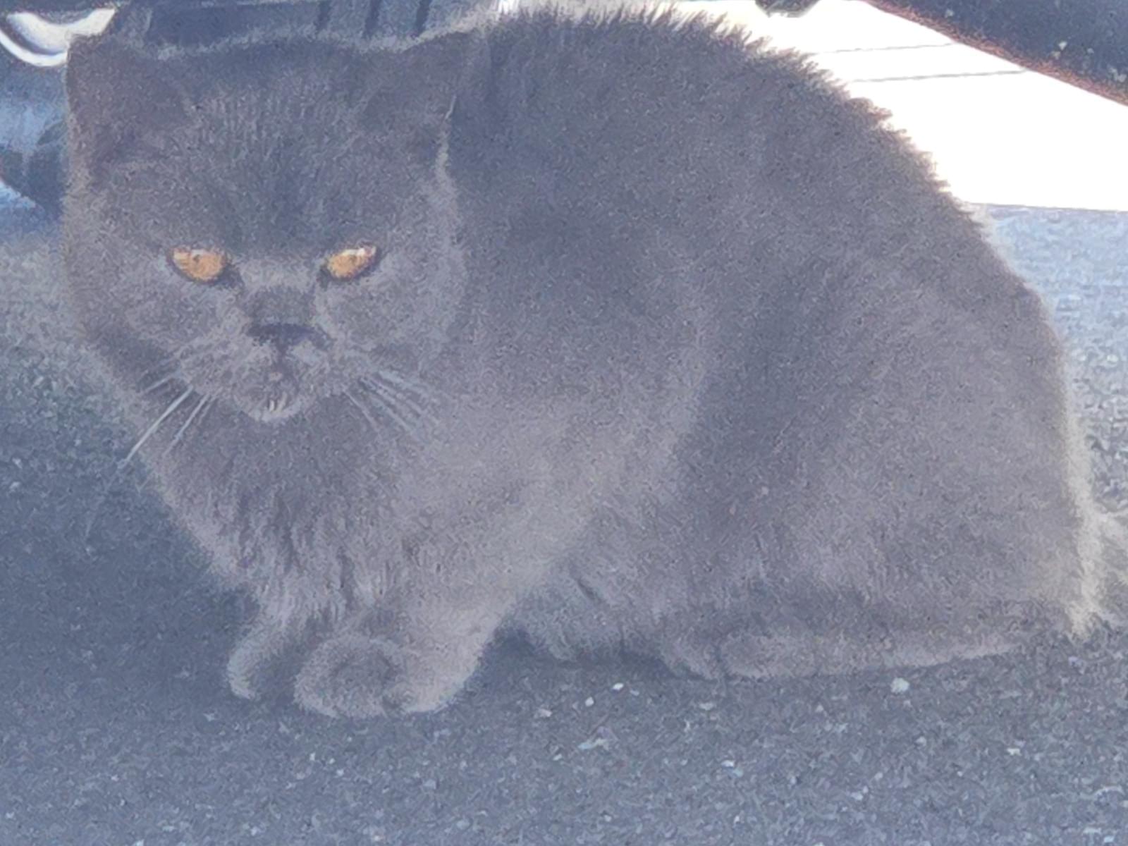 目撃された猫 目撃された猫