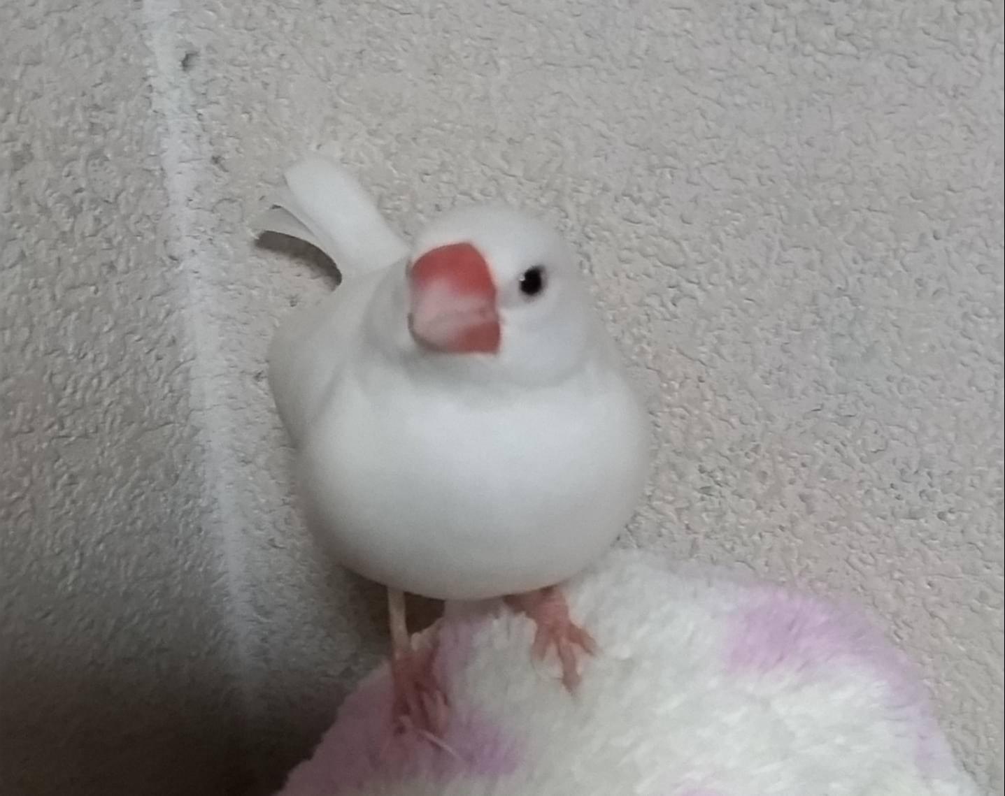 白文鳥探してます