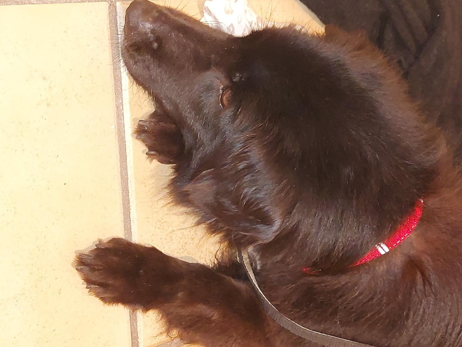 保護された犬 保護された犬