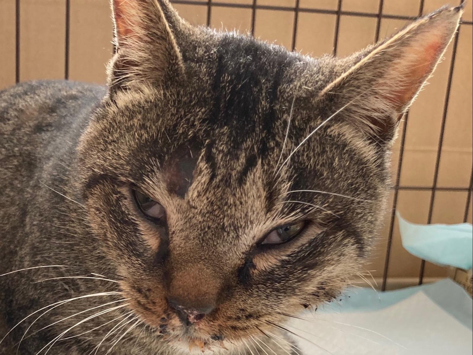 保護された猫 保護された猫