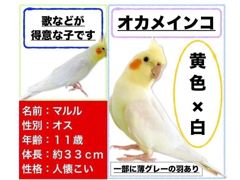 まるるちゃん まるるちゃん