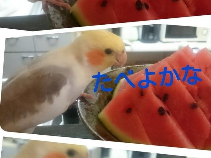 ピーちゃん ピーちゃん