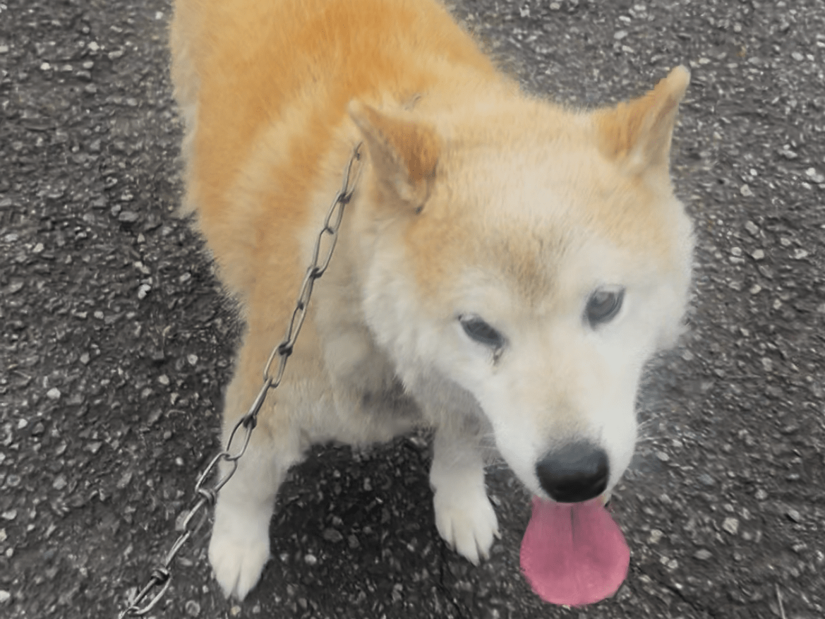 保護された犬