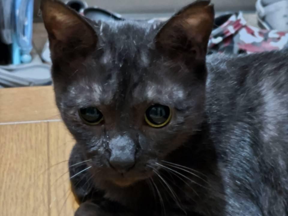サクラちゃん サクラちゃん