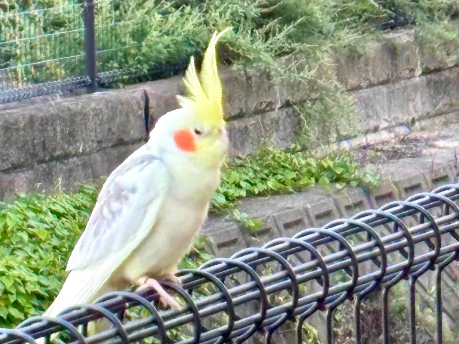 目撃された鳥 目撃された鳥