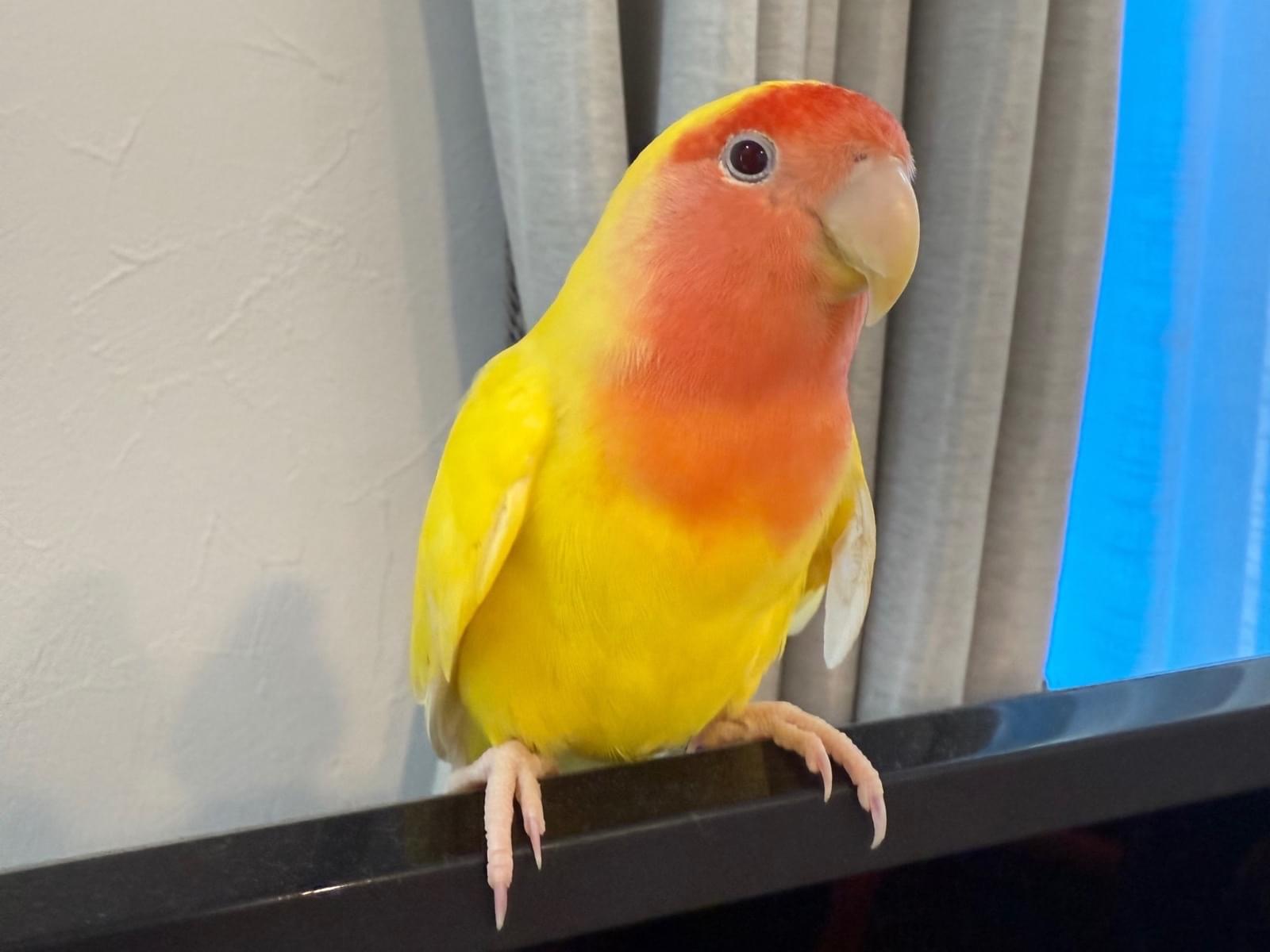 保護された鳥 保護された鳥
