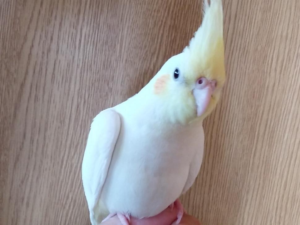 ポポちゃん ポポちゃん