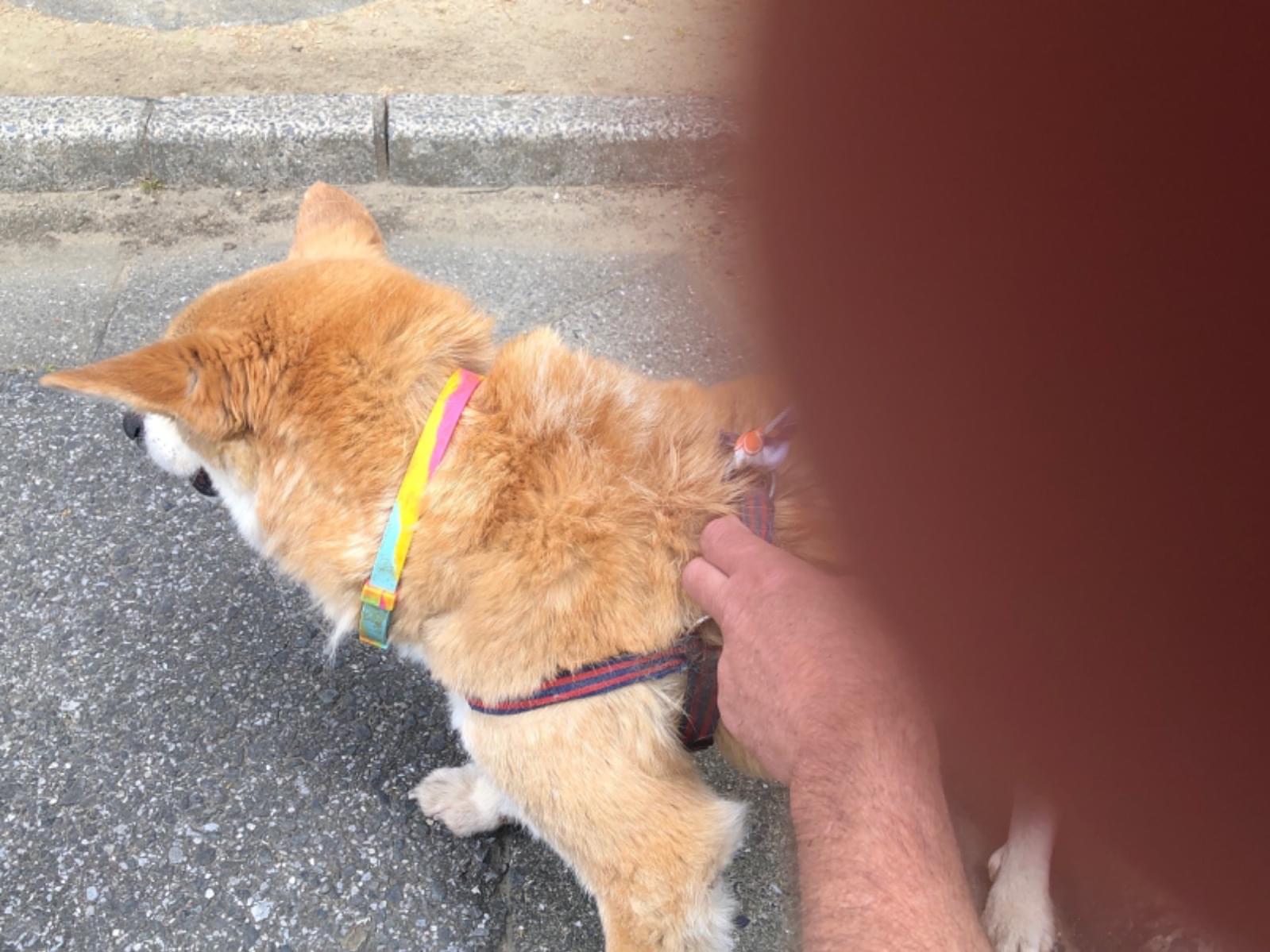 保護された犬