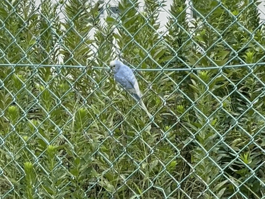 目撃された鳥 目撃された鳥