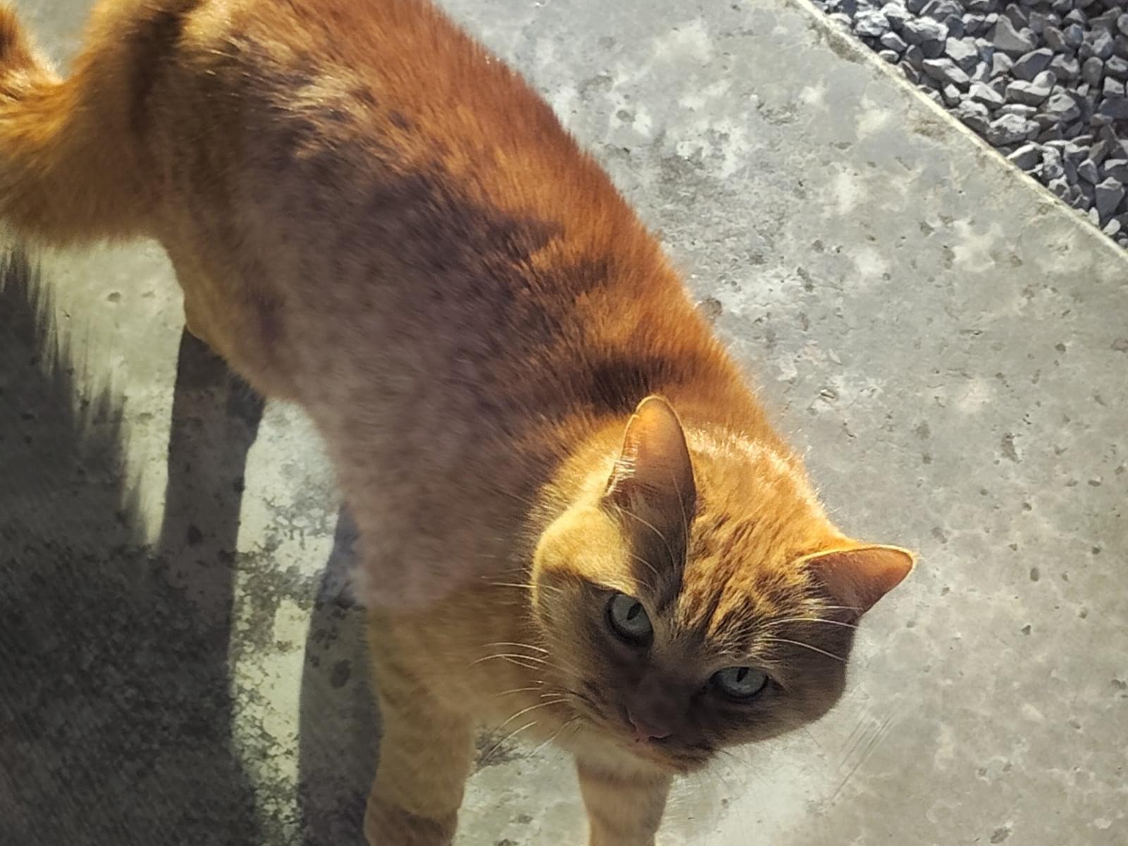 目撃された猫 目撃された猫