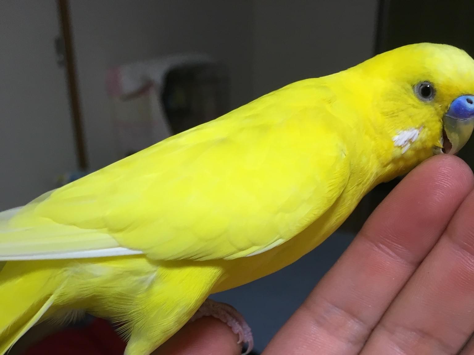 ねりちゃん ねりちゃん