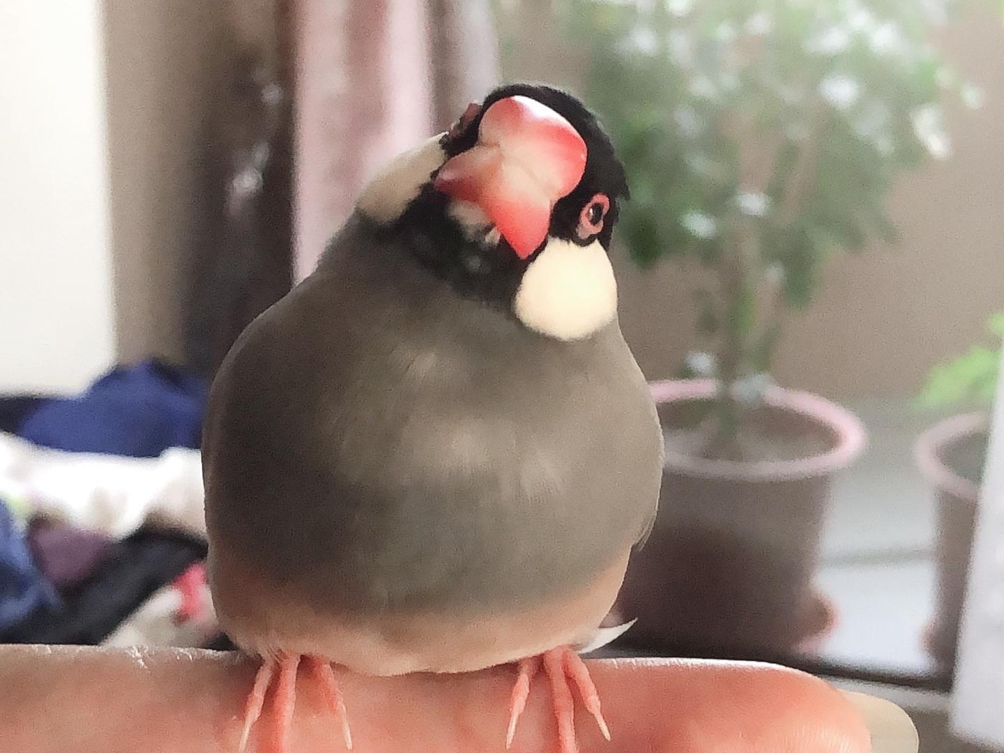 ももちゃん ももちゃん
