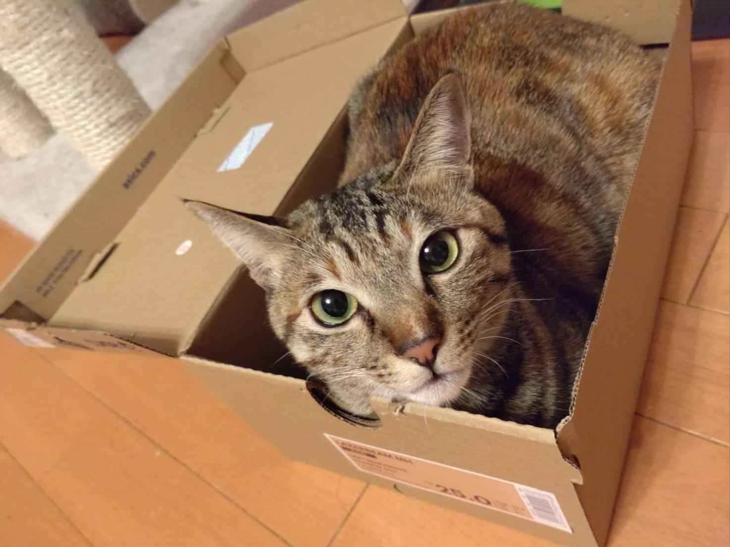 ホタテちゃん ホタテちゃん