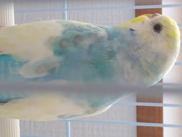 保護された鳥 保護された鳥