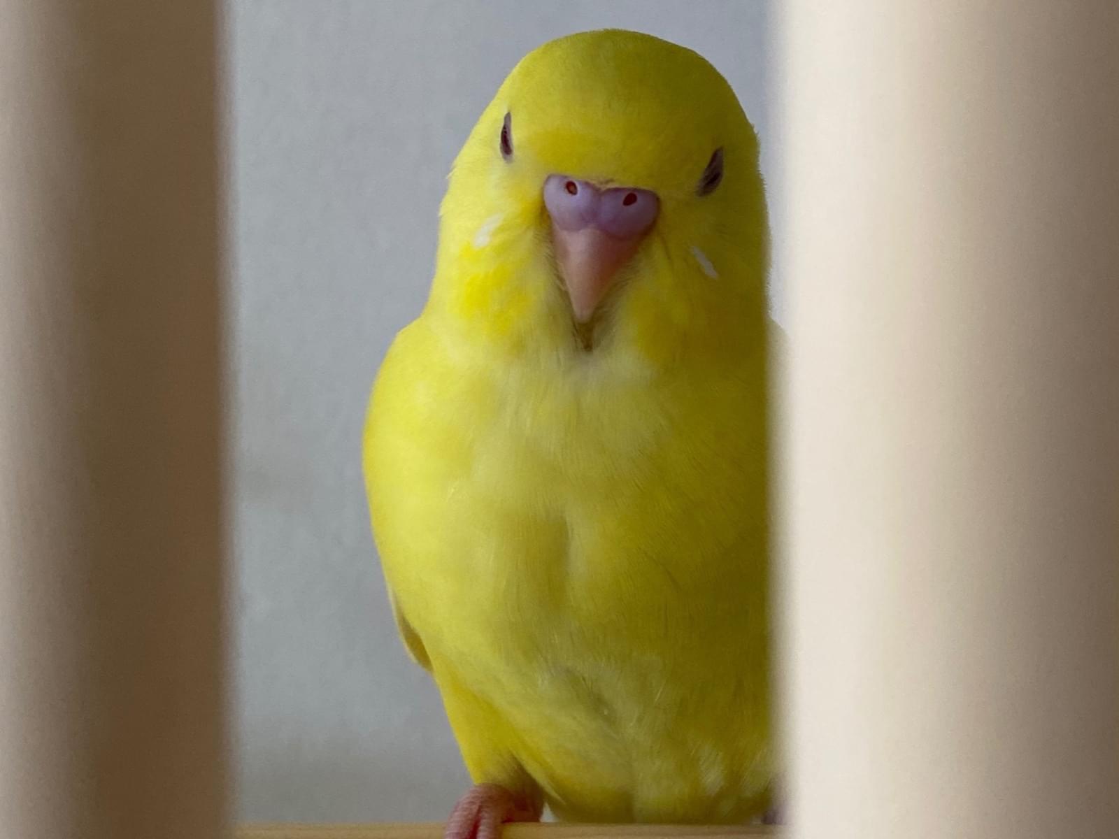 トリッピーちゃん トリッピーちゃん